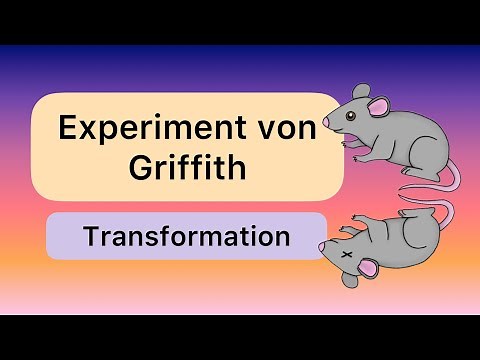 Das Experiment von Griffith (Transformation)