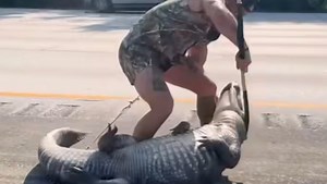 Only in Florida! Here's what we know about the barefoot alligator wrangler on I-95