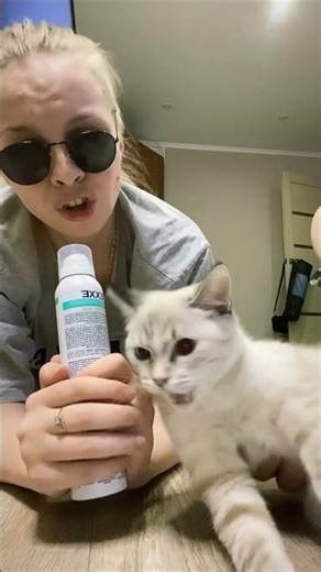 Cat meme #new #viral #trending #cats #song