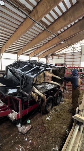 They Are Cutting the Cow’s Feet?! 😳🐄