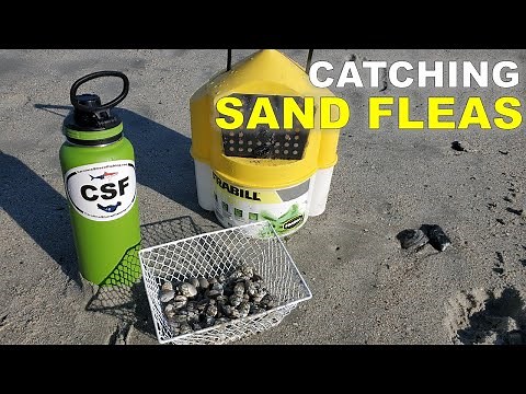 How to Catch Sand Fleas in the Surf ($1 Sand Flea Rake)