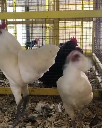 German Langshan Chickens
