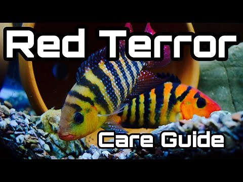 Red Terror Cichlid Care - Male vs Female