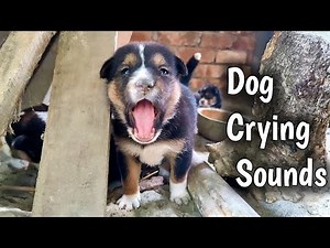 Baby dog ~ Puppy Crying Sound Effect to Stimulate Your Dog | Dog Sound