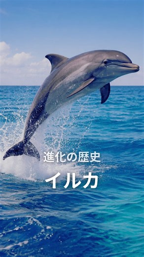 命の物語 | イルカの進化🐬 単細胞生物から現生のイルカへ！！ #進化 #科学 #歴史 #自然 #ドキュメンタリー | Instagram