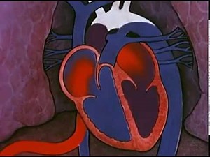 Cardiovascular System - Heart Embryology
