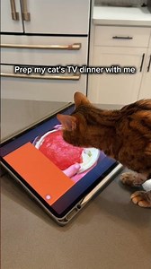 Prepare My Cat’s TV Dinner With Me | MarvelTheCat