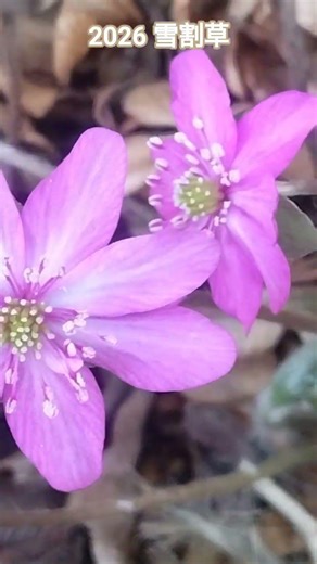 #雪割草 #flowers #林部智史 #優しい眺め#やっと咲いた雪割草😊💓💓💓