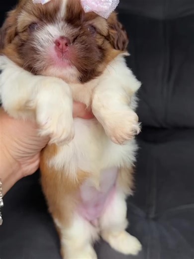 Adorable Shih Tzu Puppies on TikTok