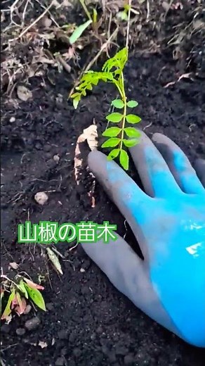 山椒の苗木を植えてみました。 #家庭菜園 #山菜