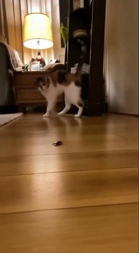 Cat's Hilarious Nighttime Escape from a Cockroach