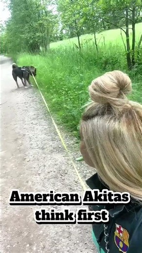 RAISED WITH LOVE, NOT FORCE | AMERICAN AKITA STORY #puppy