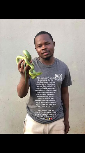 Understanding the Deadly Boomslang: Africa's 3rd Deadliest Snake