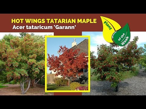 HOT WINGS TATARIAN MAPLE TREE | Acer tataricum 'GarAnn' | Plant of the Week