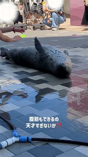 福岡旅行2日目✈️マリンワールド海の中道であざらし見たよ🦭#vlog #大学生 #福岡 #マリンワールド海の中道#shorts
