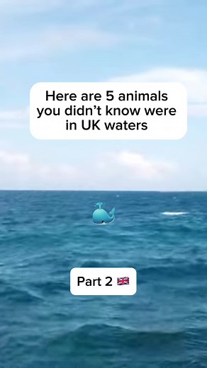 5 animals you didnt know were in UK waters #animals #ukwildlife #ukanimals #wildlife #uk