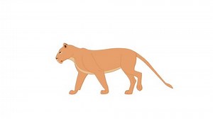 Lion Walking Loop 2d Animation Stock Footage Video (100% Royalty-free) 1089453039 | Shutterstock