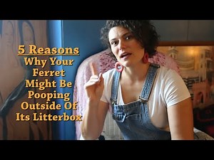 5 reasons why your ferret might be pooping outside its litter tray