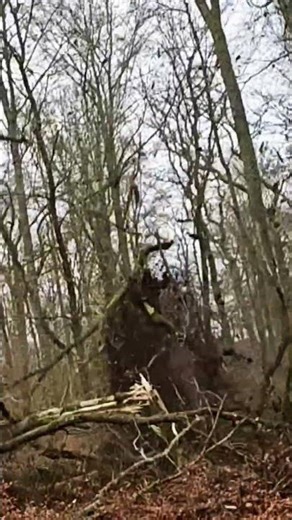 Baumfällung – So nah warst du noch nie dran! 🌳🪓 #Baum #Fällung #Natur #Arbeit #Holz