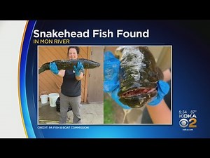 First Invasive Northern Snakehead Fish Caught In The Monongahela River
