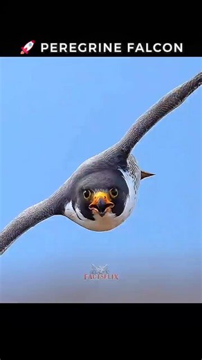 || Peregrine Falcon vs Bald Eagle vs Osprey! 🔥#shorts...