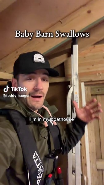 Barn Swallow Chicks Learning to Fly: A Heartwarming Moment