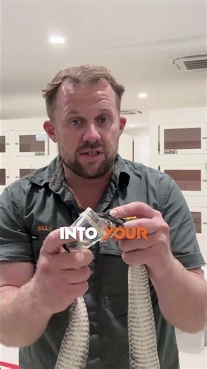 Why I Don't Wear Gloves Handling Snakes #VenomDiaries #Snakes #Safety