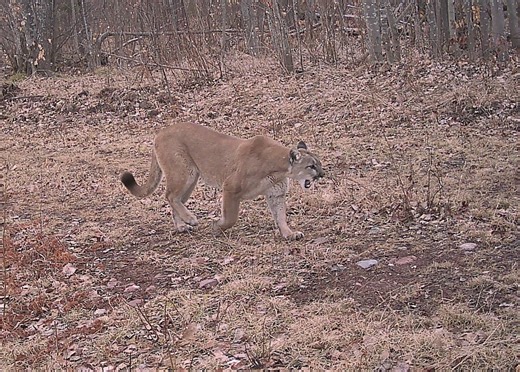 Michigan researchers hope to capture and collar cougar for tracking study