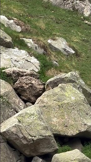 Marmotas en el Pirineo 🐿️🏔️ | El sonido que puedes escuchar en Huesca