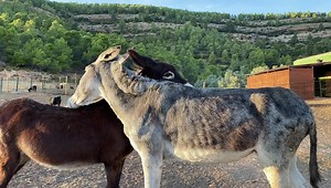 7.9K views · 1.1K reactions | No nos cansamos de ver este vídeo de...