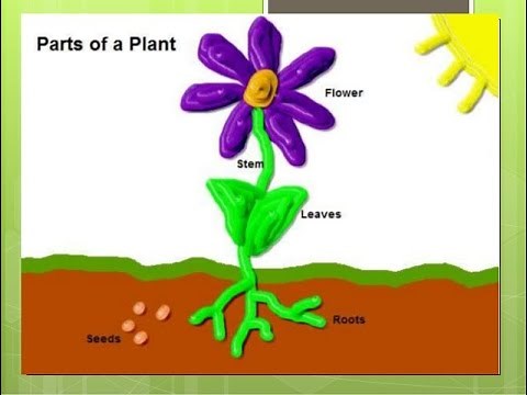 Parts of a Plant Song & Dance