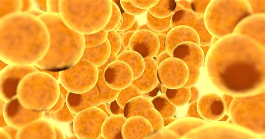 Hydrogel injected into fat stores fights obesity from within