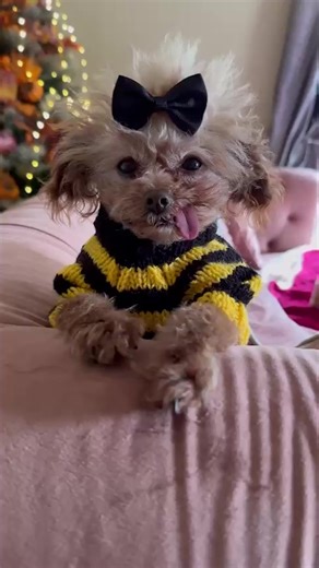 Dottie: Rescued Princess from Dog Meat Trade