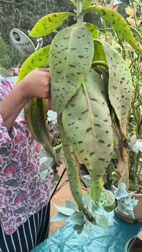 beautiful donkey's tail plant