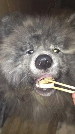 【ポチパパ】可愛い過ぎて見れば気絶しそうになる秋田犬の鉄くん #Shorts