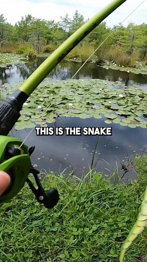 11K views · 79 reactions | Fishing w Giant Livebait! FULL VIDEO on my YouTube #fishing #bassfishing #livebait #pond #fyp #kickintheirbasstv | Kickin TheirBasstv | Facebook