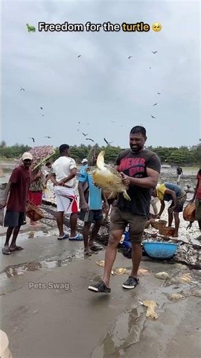 🐢Humanity still exists: Fishermen Saved Turtle Life 🥺