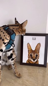 1K views | Check out our adorable, hand-illustrated custom Pet Portraits of your pet! Visit MyPetsies.com to order today! | Petsies | Facebook