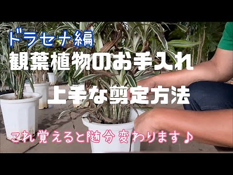 [お手入れ]観葉植物の上手な剪定方法[ドラセナ編]