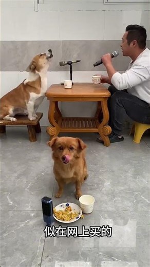 Let's quickly sing a Beatles song with the dog before dinner!