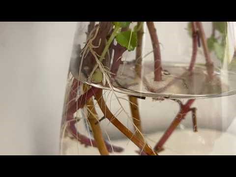 Easy Swedish Ivy Propagation at Home!