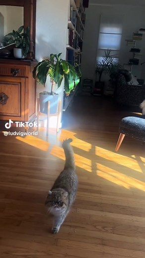 HOUSE HIPPO CAUGHT ON FILM #ludvig #fypシ #househippo