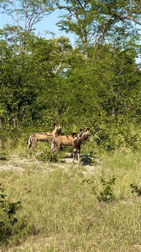 32 reactions | A pack of African wild dogs, one of Africa’s rarest large carnivores, surveys the landscape for prey. Nice to spend a few minutes with them - a welcome distraction from work. #Botswana #wilddogs | A Wild Connection | Facebook