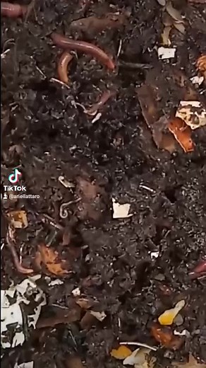 Cómo hacer una lombricompostera fácil y rápida