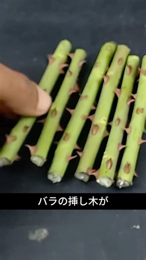 バラの挿し木が失敗するなら、試したい方法