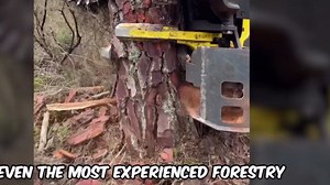 Biggest Heavy Machines Changing the Game in Forestry