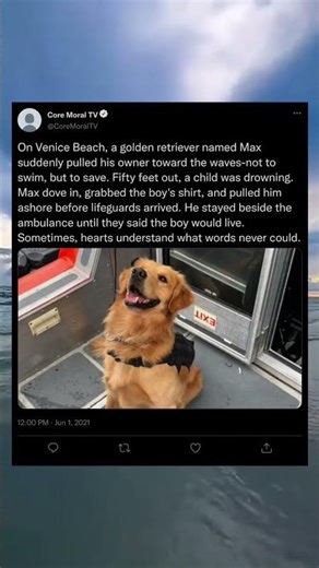 He Saved a Stranger… Meet Max of Venice Beach 🦸‍♂️🐶 #TrueHero #IncredibleDog #Shorts