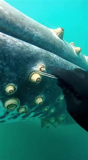 Effortless Whale Barnacle Removal Explained