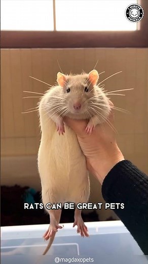 Rats 🐀 Why They Make Great Pets?
