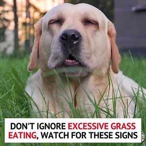 Your dog's weird need to eat grass EXCESSIVELY is a big red flag, look out for these other 4 signs your dog needs gut support. Learn more: https://nutri-paw.com/products/pre-probiotic-digestive-treats | Nutri Paw
